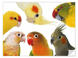 Selvklebende plakat Colorful parakeets