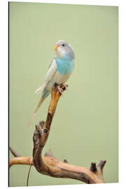 Aluminium print budgie resting on a branch