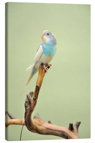 Canvas print budgie resting on a branch