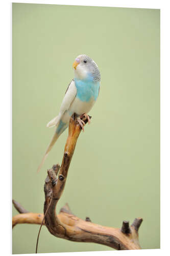 Bilde på skumplate budgie resting on a branch