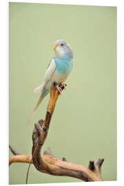 Foam board print budgie resting on a branch