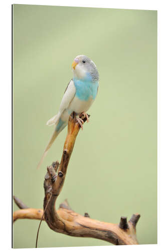 Gallery print budgie resting on a branch