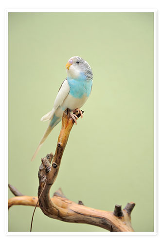 Poster budgie resting on a branch
