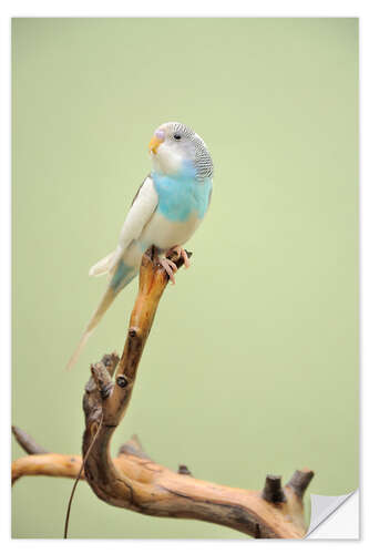 Självhäftande poster budgie resting on a branch