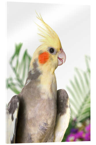 Cuadro de metacrilato Gray cockatiel with flowers