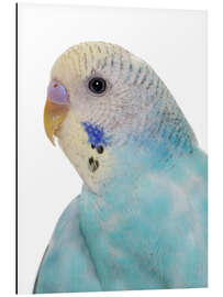 Aluminium print Young, blue budgerigar