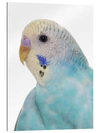 Gallery print Young, blue budgerigar