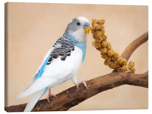 Canvas print Budgerigar on branch eating millet