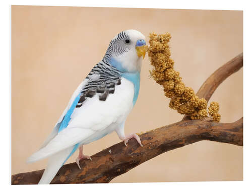 Tableau en PVC Budgerigar on branch eating millet