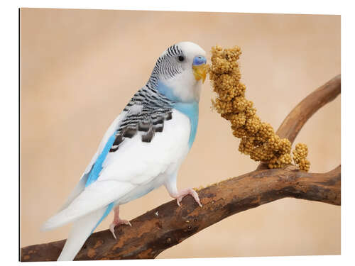 Gallery print Budgerigar on branch eating millet