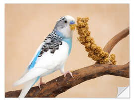 Selvklebende plakat Budgerigar on branch eating millet