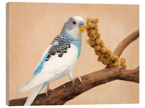 Wood print Budgerigar on branch eating millet