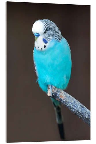 Acrylic print Blue budgerigar on a branch