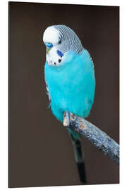 Aluminium print Blue budgerigar on a branch