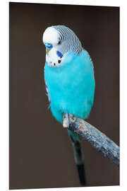 PVC-tavla Blue budgerigar on a branch
