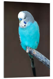 Gallery print Blue budgerigar on a branch