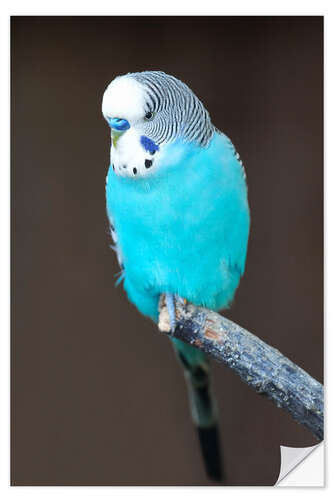 Muursticker Blue budgerigar on a branch