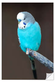 Muursticker Blue budgerigar on a branch
