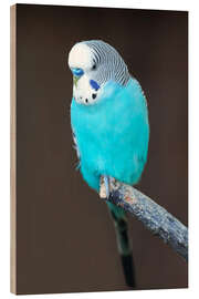 Tableau en bois Perruche bleue sur une branche