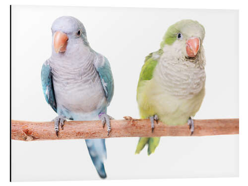 Aluminium print Monk parakeet in front of white background