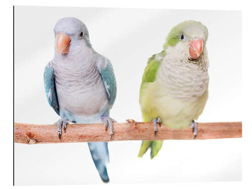 Cuadro de plexi-alu Monk parakeet in front of white background