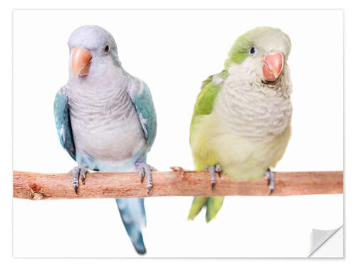 Selvklebende plakat Monk parakeet in front of white background