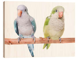 Quadro de madeira Monk parakeet in front of white background