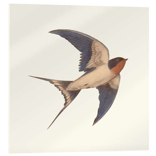 Quadro em acrílico Barn swallow