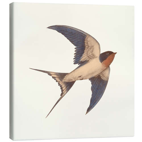 Quadro em tela Barn swallow