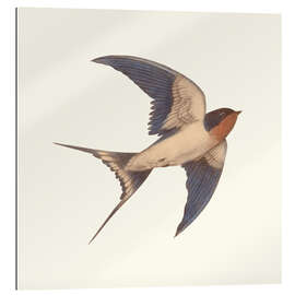 Gallery print Barn swallow