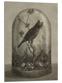 Gallery print Curiosities Cabinet Cat Owl