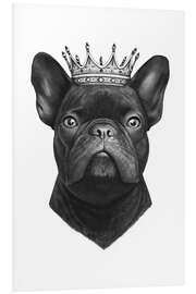 Obraz na PCV King French bulldog