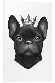 Quadro em PVC Buldogue francês da rainha