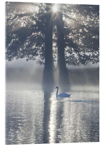 Tableau en verre acrylique Cygne dans le brouillard