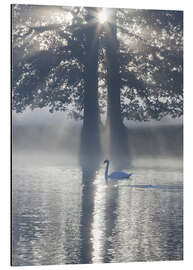 Stampa su alluminio Swan on misty lake