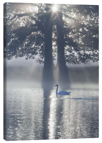 Canvas print Swan on misty lake