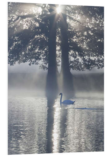 Foam board print Swan on misty lake