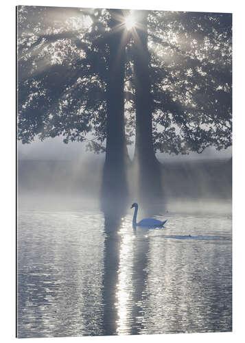 Gallery print Swan on misty lake