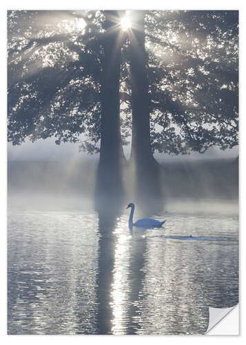 Vinilo para la pared Swan on misty lake