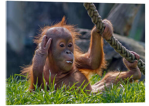 Akrylbilde orang-utan