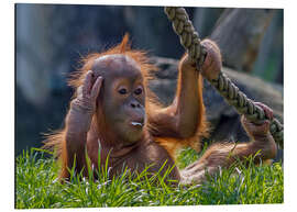 Aluminium print orang-utan