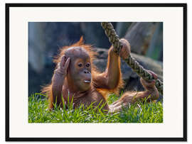 Gerahmter Kunstdruck Orang-Utan