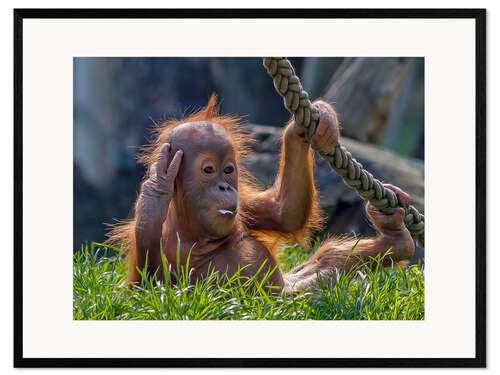 Gerahmter Kunstdruck Orang-Utan
