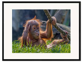 Gerahmter Kunstdruck Orang-Utan