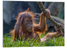 Gallery print orang-utan