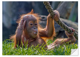 Självhäftande poster orang-utan