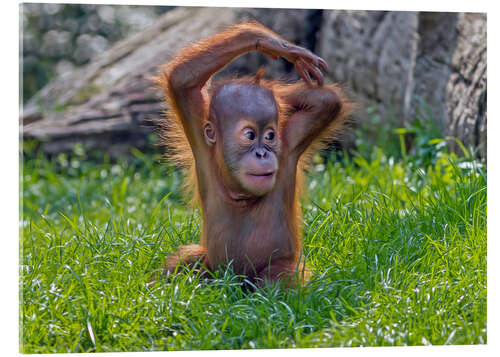 Obraz na szkle akrylowym Baby Orangutan
