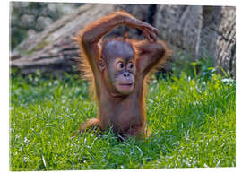 Obraz na szkle akrylowym Baby Orangutan