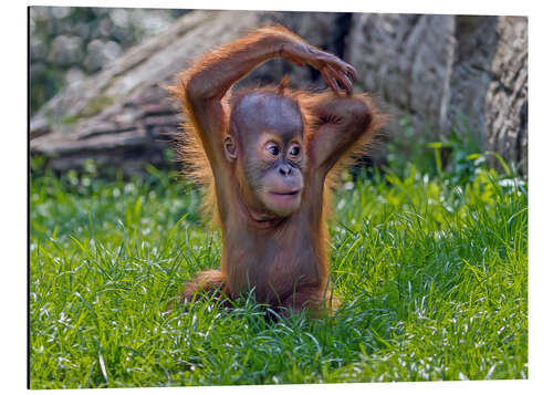 Aluminium print Baby Orangutan