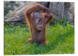 Aluminium print Baby Orangutan